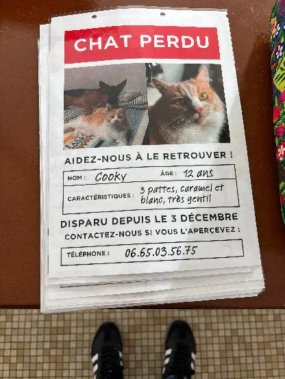 Chat Perdu 17 Charente-Maritime - Cooky Chat Perdu 17 Charente-Maritime - Cooky