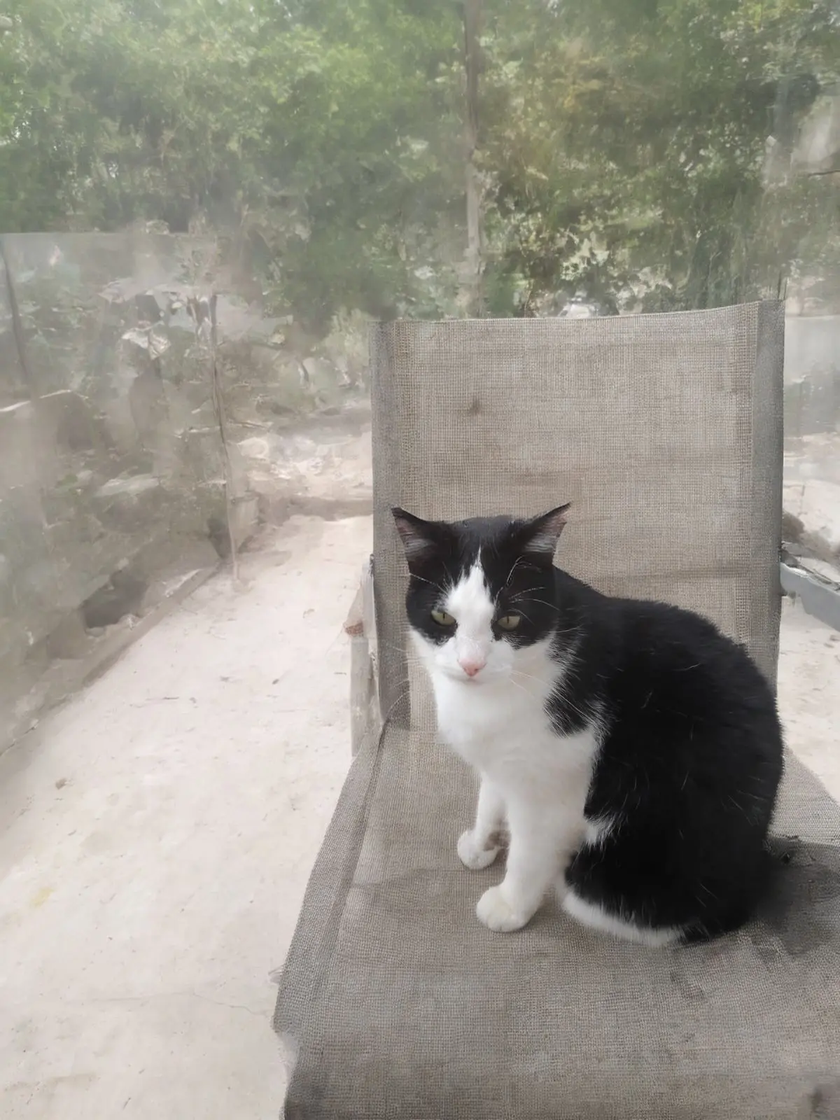 chat lost 6 Rue des Chalets 17200 Royan Coyote 