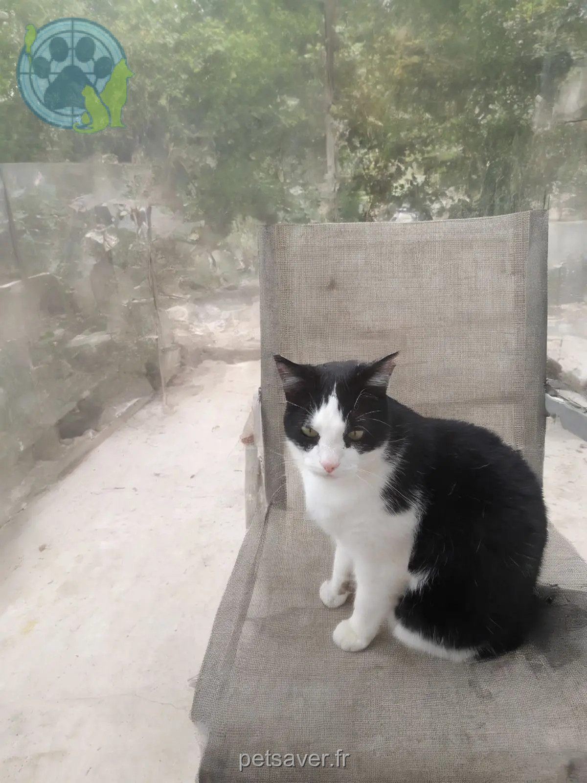 gato perdido 6 Rue des Chalets 17200 Royan Coyote gato lost 6 Rue des Chalets 17200 Royan Coyote
