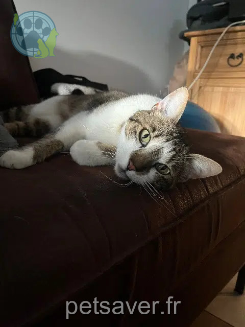 chat lost   17230 Charron Curli