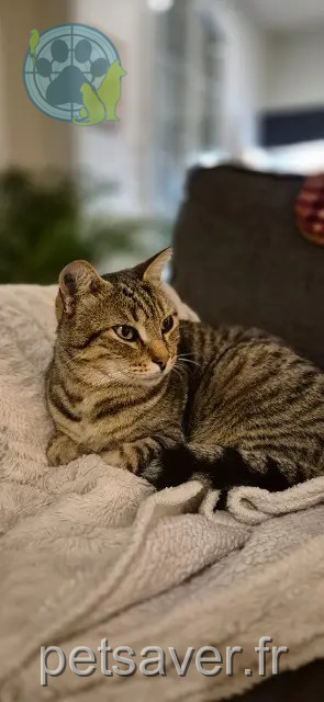 gatto perso 17180 Périgny Câlinou gatto lost 17180 Périgny Câlinou