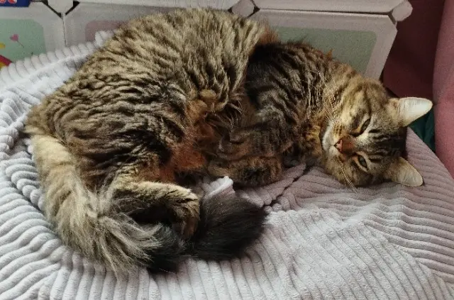 chat lost   17700 Saint-Mard Diablo