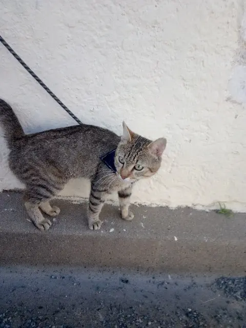 chat lost   17000 La Rochelle Diamant