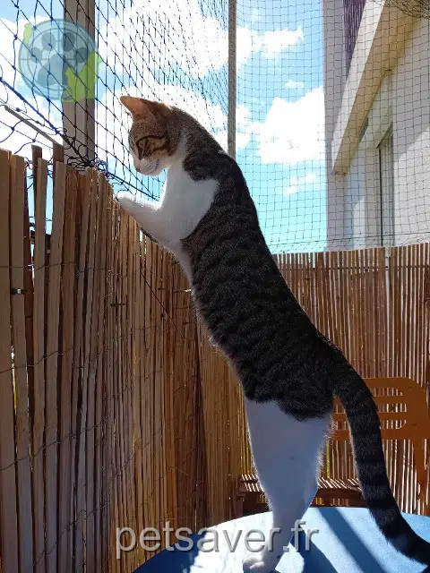 cat lost   17000 La Rochelle Diego