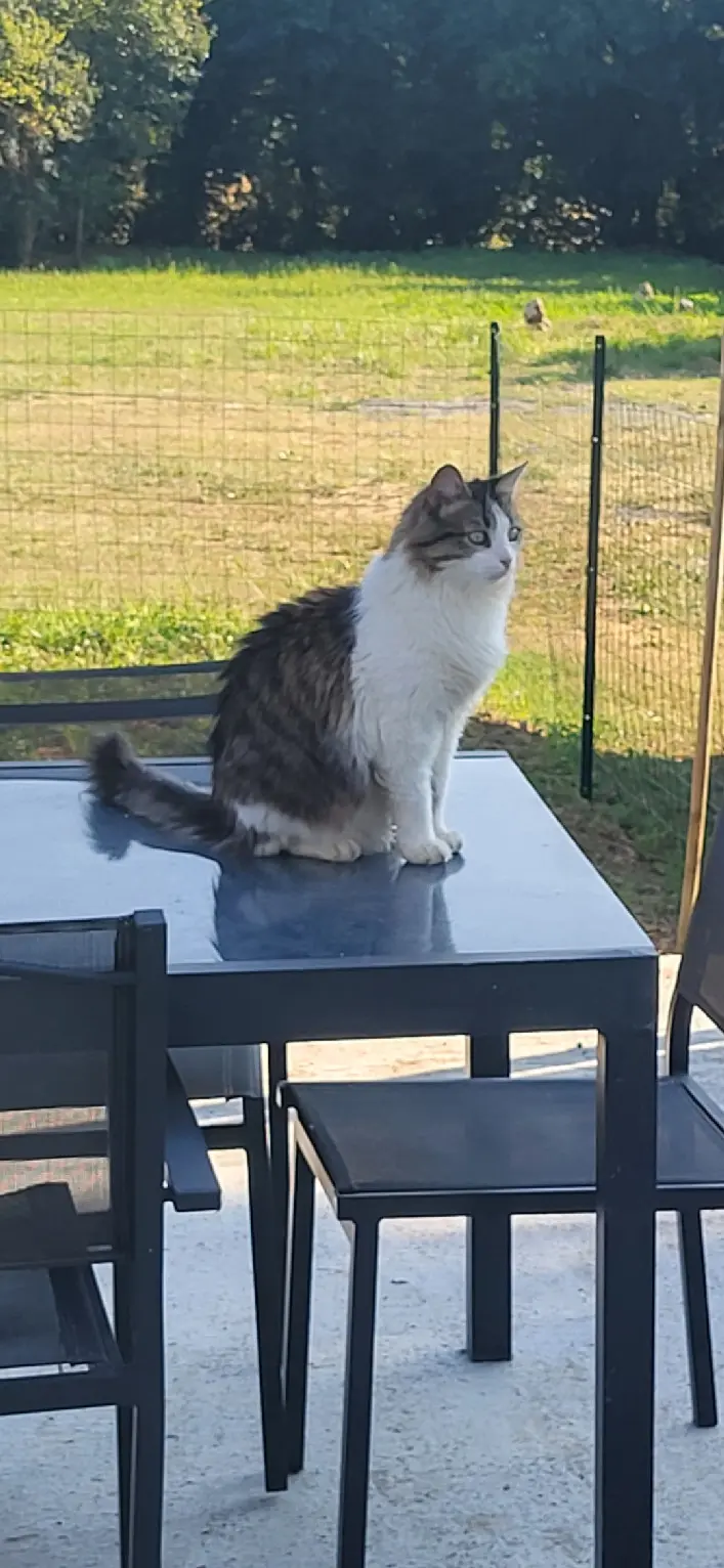 Chat Perdu 17 Charente-Maritime - Diesel Chat Perdu 17 Charente-Maritime - Diesel