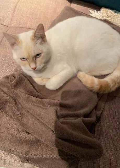 chat lost   17450 Fouras Django