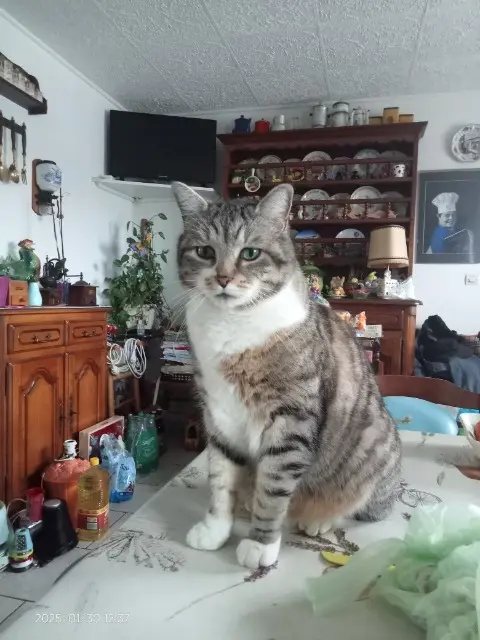 chat lost   17170 La Ronde Ferdinand