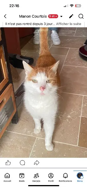 gato perdido 17170 La Laigne Filou gato lost 17170 La Laigne Filou