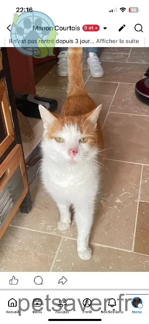 gatto perso 17170 La Laigne Filou gatto lost 17170 La Laigne Filou