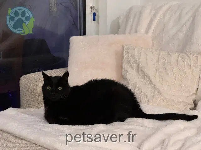 cat lost 17450 Fouras Filou cat lost 17450 Fouras Filou