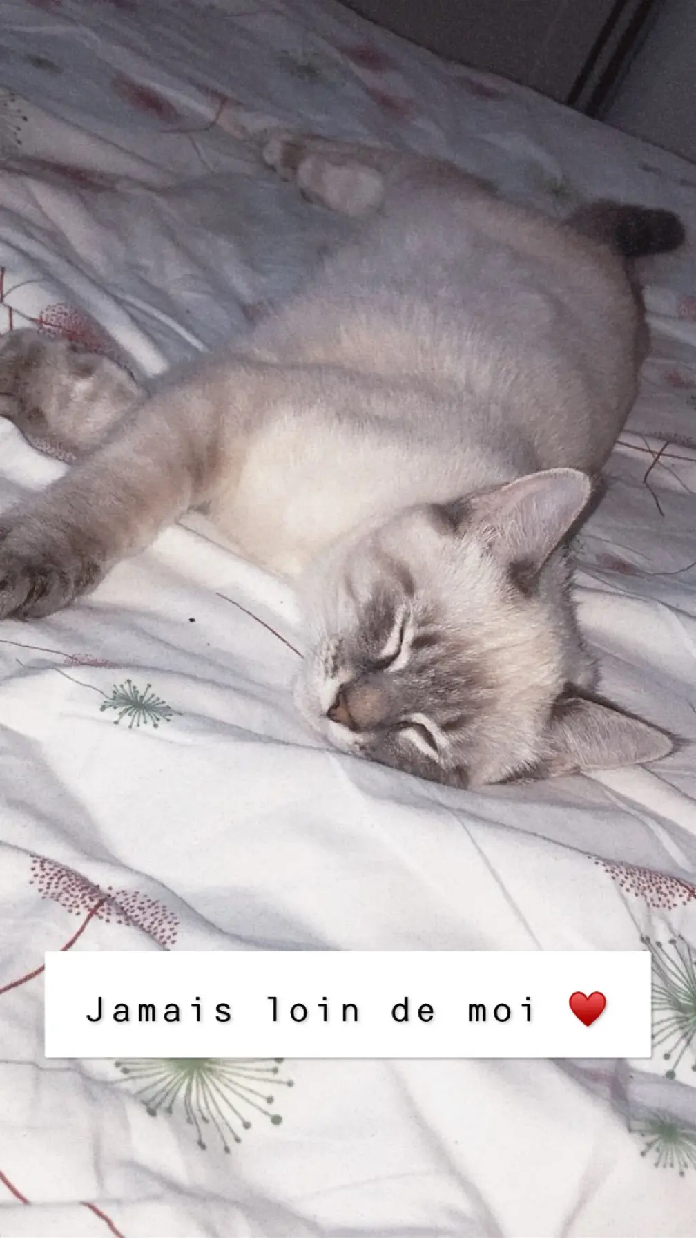 Chat Perdu 17 Charente-Maritime - Flocon Chat Perdu 17 Charente-Maritime - Flocon