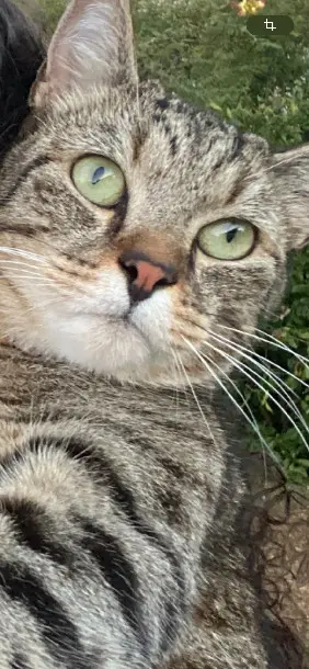 Chat Perdu 17 Charente-Maritime - Fripouille Chat Perdu 17 Charente-Maritime - Fripouille