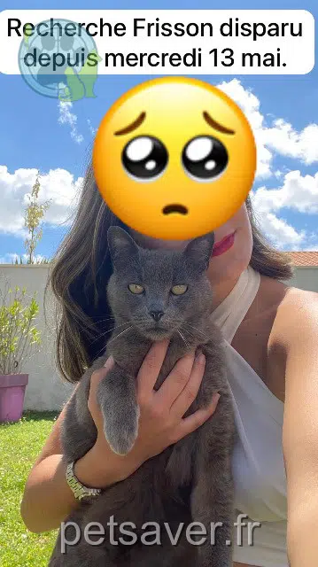 chat lost   17640 Vaux-sur-Mer Frisson