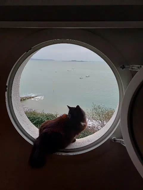 chat lost   17000 La Rochelle Georges