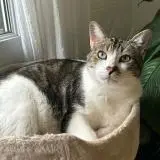 chat lost   17440 Aytré Gino