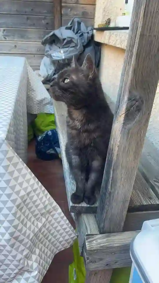 Chat Perdu 17 Charente-Maritime - Gloups Chat Perdu 17 Charente-Maritime - Gloups