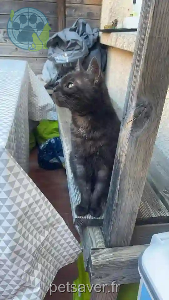 Chat Perdu 17 Charente-Maritime - Gloups Chat Perdu 17 Charente-Maritime - Gloups