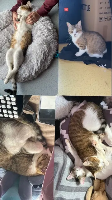 chat lost   17000 La Rochelle Gribouille