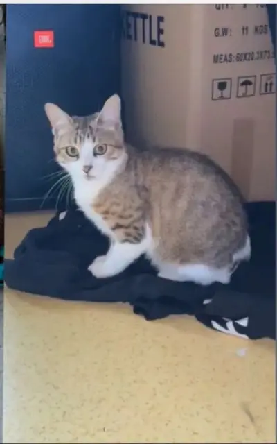 chat lost   17000 La Rochelle Gribouille