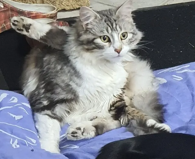 chat lost   17800 Salignac-sur-Charente GRIBOUILLE