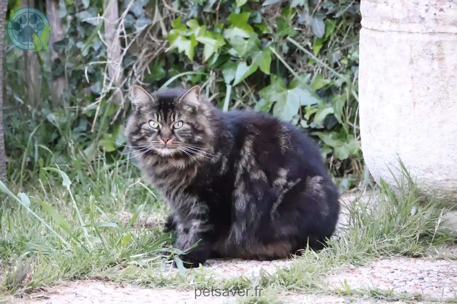 Chat Perdu 17 Charente-Maritime Chat Perdu 17 Charente-Maritime
