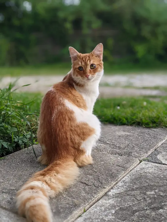 Chat Perdu 17 Charente-Maritime - Happy Chat Perdu 17 Charente-Maritime - Happy