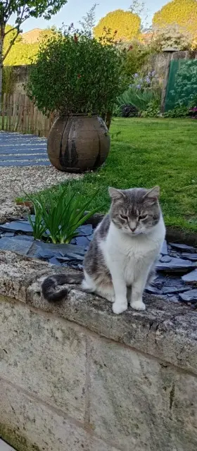 chat lost   17350 Saint-Savinien Harley