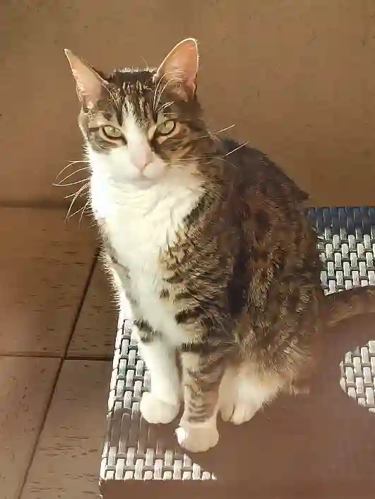 Chat Perdu 17 Charente-Maritime - Hilo Chat Perdu 17 Charente-Maritime - Hilo