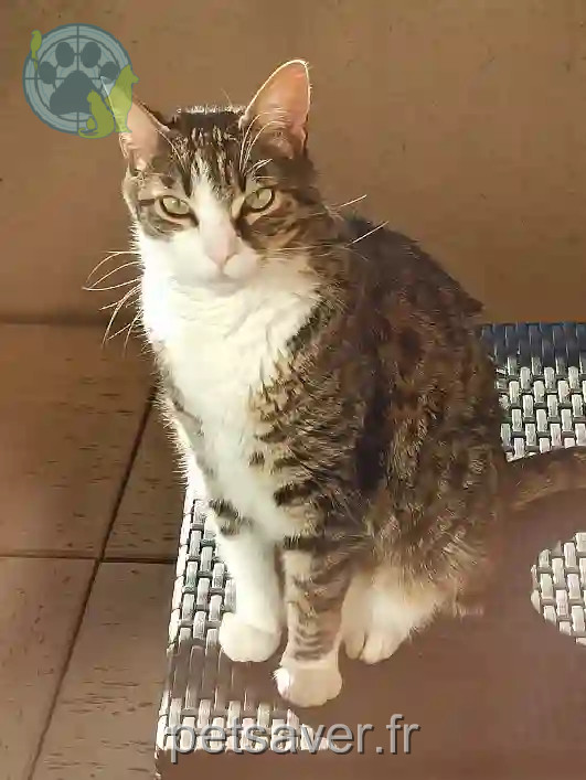 Chat Perdu 17 Charente-Maritime - Hilo Chat Perdu 17 Charente-Maritime - Hilo