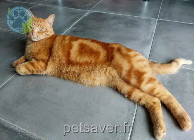 gatto perso 17250 Saint-Sulpice-d'Arnoult Hélios gatto lost 17250 Saint-Sulpice-d'Arnoult Hélios