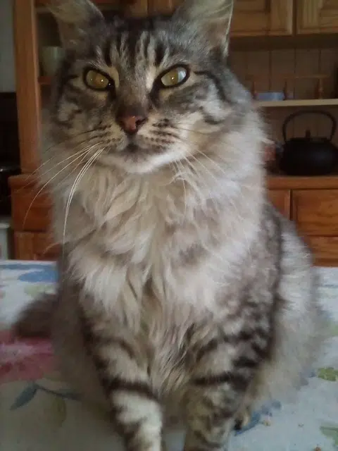 chat lost   17000 La Rochelle Inao