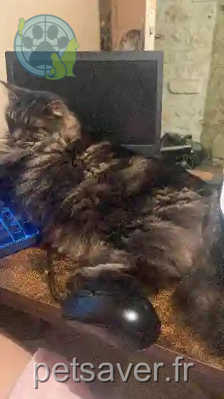 Chat Perdu 17 Charente-Maritime - Indy Chat Perdu 17 Charente-Maritime - Indy