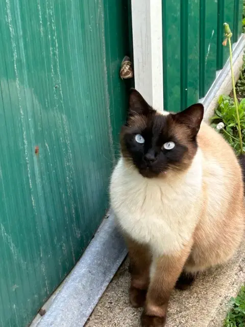 chat lost   17139 Dompierre-sur-Mer Ivar