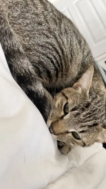 chat lost   17220 Saint-Christophe Jager