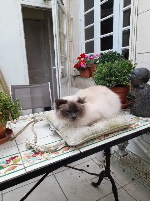 chat lost   17000 La Rochelle Jimmy