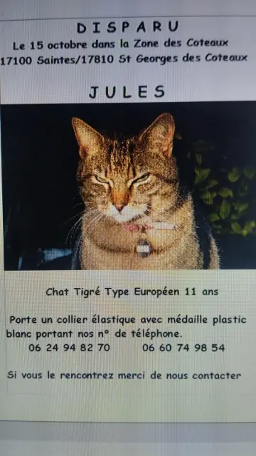 gatto perso 17810 Saint-Georges-des-Coteaux Jules gatto lost 17810 Saint-Georges-des-Coteaux Jules