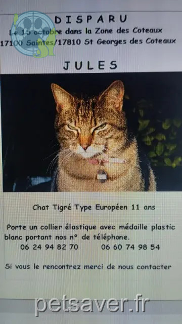 gato perdido 17810 Saint-Georges-des-Coteaux Jules gato lost 17810 Saint-Georges-des-Coteaux Jules