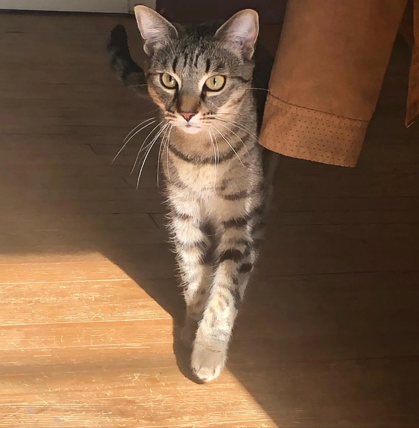 Chat Perdu 17 Charente-Maritime Chat Perdu 17 Charente-Maritime