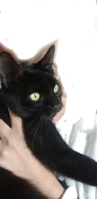 chat lost   17540 Angliers Kaki