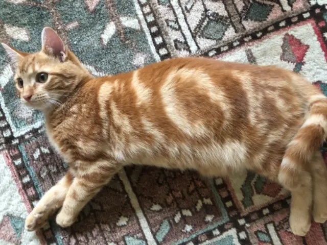 chat lost   17220 Saint-Vivien Kedi