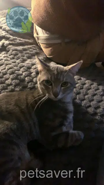 chat lost   17100 Saintes Kira