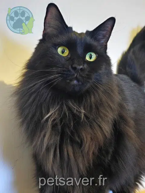 gato perdido 17220 Croix-Chapeau Kirua gato lost 17220 Croix-Chapeau Kirua