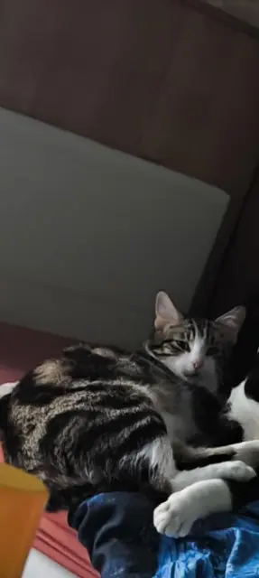 chat lost   17300 Rochefort Koda
