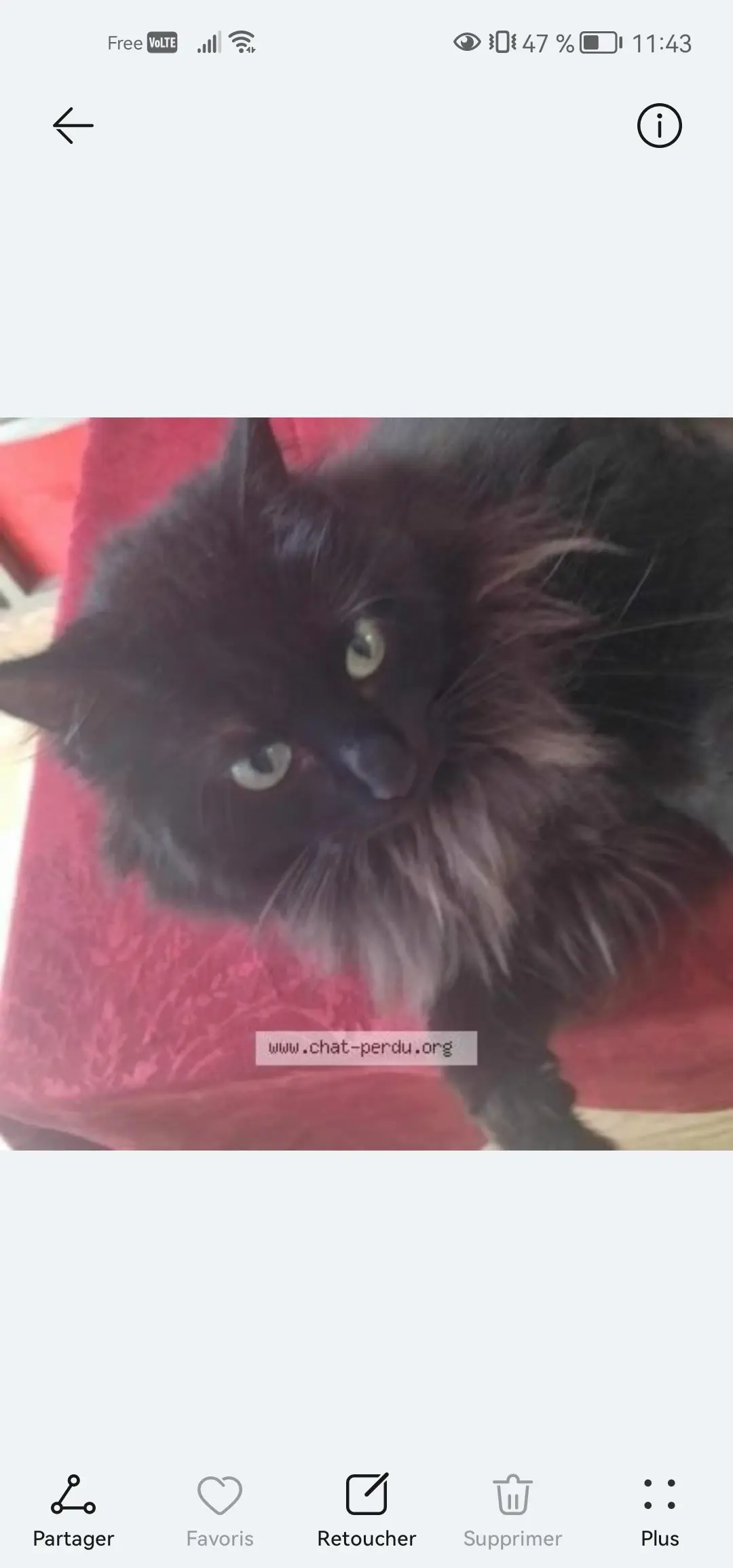 Chat Perdu 17 Charente-Maritime - Koshka Chat Perdu 17 Charente-Maritime - Koshka