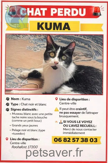gato lost   17300 Rochefort Kuma