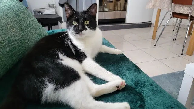 chat lost   17620 La Gripperie-Saint-Symphorien Charly