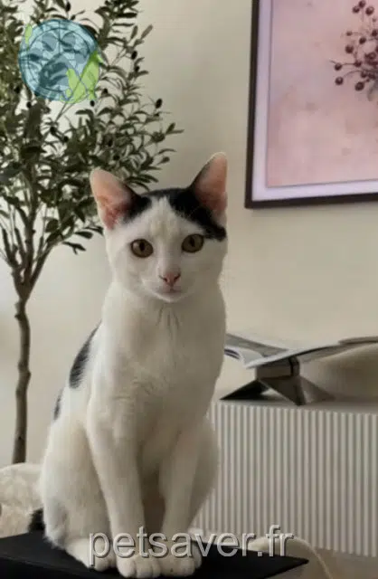 chat lost 17000 La Rochelle Mio