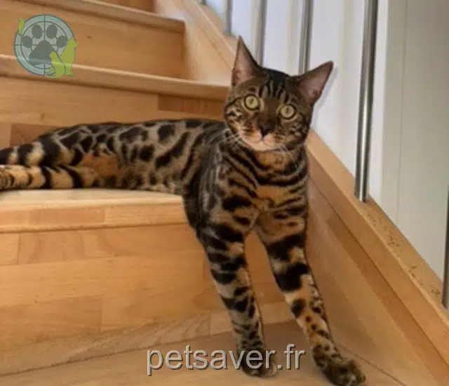 chat lost 17000 La Rochelle Simba