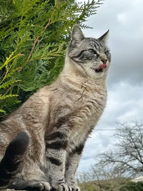chat lost   17160 La Brousse Lenny
