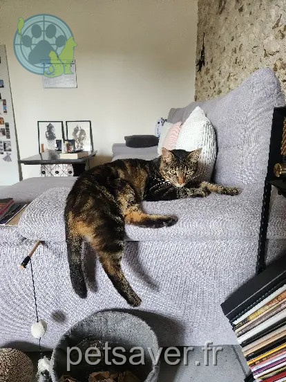 Chat Perdu 17 Charente-Maritime - Loki Chat Perdu 17 Charente-Maritime - Loki
